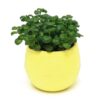 Creative Eco-friendly Colourful Mini Round Plastic Plant Flower Pot Garden Home Office Decor Planter