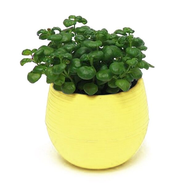 Creative Eco-friendly Colourful Mini Round Plastic Plant Flower Pot Garden Home Office Decor Planter