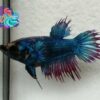 LIVE BETTA FISH FEMALE TURQUOISE RED RIM CROWN TAIL - READY TO BREEDING (CTF8)