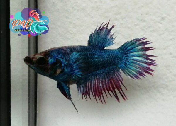 LIVE BETTA FISH FEMALE TURQUOISE RED RIM CROWN TAIL - READY TO BREEDING (CTF8)