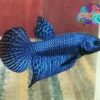 LIVE BETTA FISH MALE ELECTRIC BLUE HYBRID ALIEN PHO TAIL WILD TYPE (WT45)