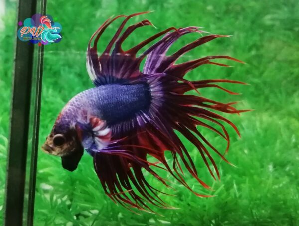 LIVE BETTA FISH MALE BLUE RED FANCY CROWN TAIL (CTF9) VIDEO IN DESCRIPTION