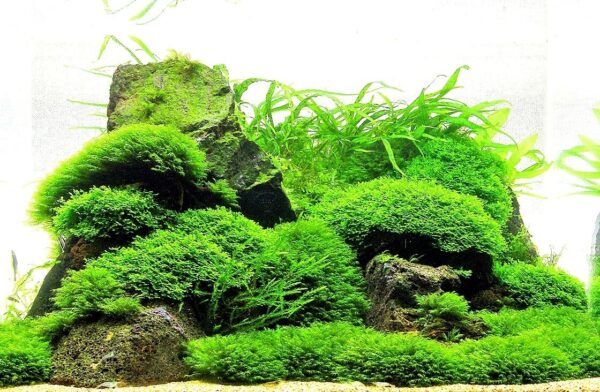 Moss on Mesh - Live Aquatic Aquarium Plants EASY and BEST VARIETY , Aquascaping